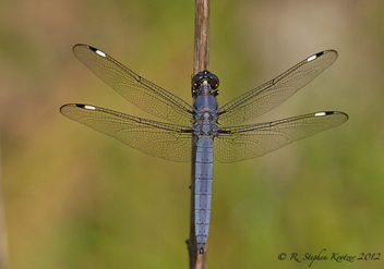 Libellula cyanea, male